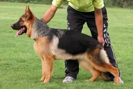 宠物狗训练过程18个技巧 新手训爱犬的主要方法