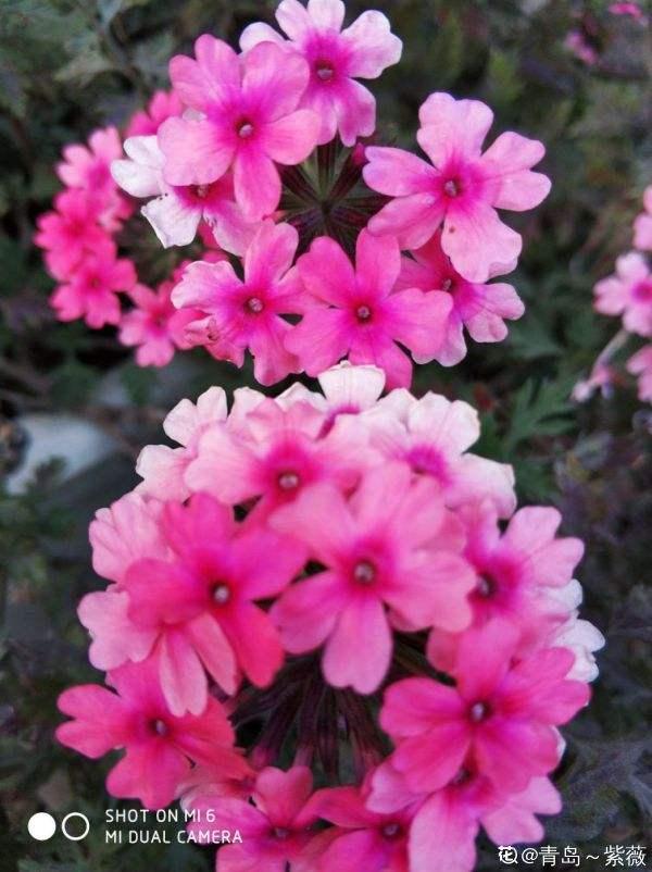 春天常见的“8种”花，你都认识吗？